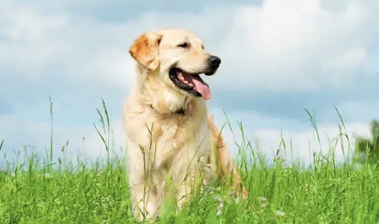 golden retriever in un prato
